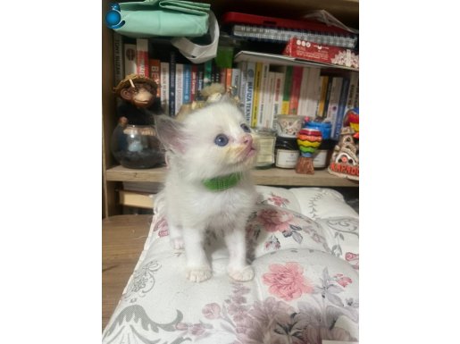 ANNE ALTINDAN SAFKAN RAGDOLL YAVRULAR