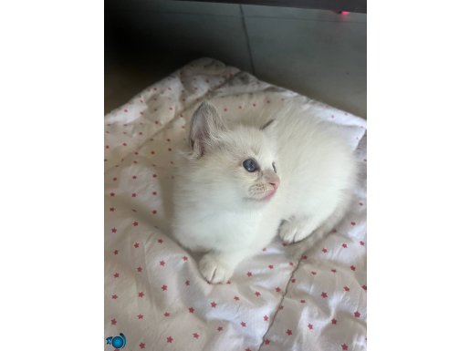 Anne Altından Safkan Ragdoll Yavrular