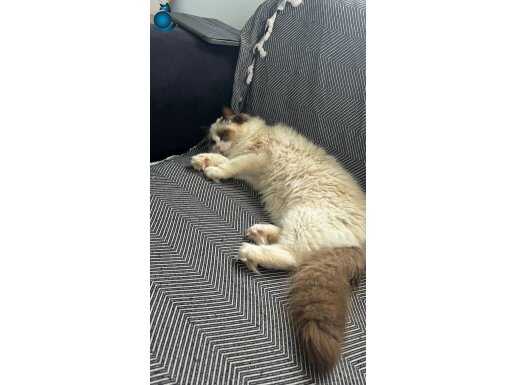 Safkan Erkek Seal Bicoloor Ragdoll yavru