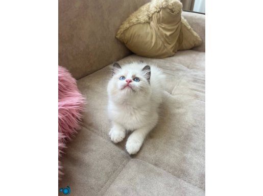 Anne Altından Safkan ragdoll yavrular 