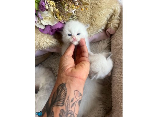 Anne Altından Safkan Ragdoll Yavrular 