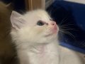 Anne Altından Safkan Ragdoll Yavrular