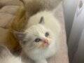 Anne altından Safkan Ragdoll Yavruları