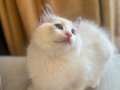 Anne Altından Safkan Ragdoll Yavrular