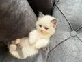 Anne Altından Safkan Ragdoll Yavrular 