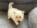 Anne Altından Safkan Ragdoll Yavrular 