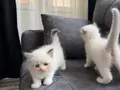 Anne Altından Safkan Ragdoll Yavrular 