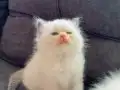 Anne Altından Safkan Ragdoll Yavrular 