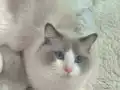 Anne Altından Safkan Ragdoll Yavrular 