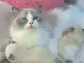 Anne Altından Safkan Ragdoll Yavrular 