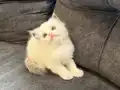 Anne Altından Safkan Ragdoll Yavrular 
