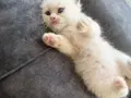 Anne Altından Safkan Ragdoll Yavrular 
