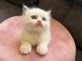 Anne Altından Safkan Ragdoll Yavrular 