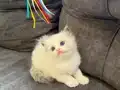 Anne Altından Safkan Ragdoll Yavrular 