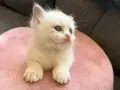 Anne Altından Safkan Ragdoll Yavrular 