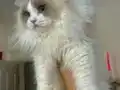 Anne Altından Safkan Ragdoll Yavrular 