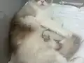Anne Altından Safkan Ragdoll Yavrular 