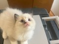 Anne altından safkan ragdoll yavrular 