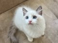 Anne Altından Safkan Ragdoll Yavrular 