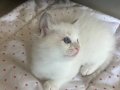 Anne Altından Safkan Ragdoll Yavrular