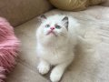 Anne Altından Safkan ragdoll yavrular 