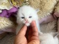 Anne Altından Safkan Ragdoll Yavrular 