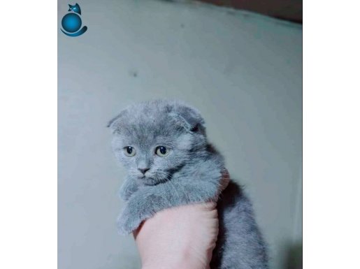 Sıfır kulak ayı bebek yüz