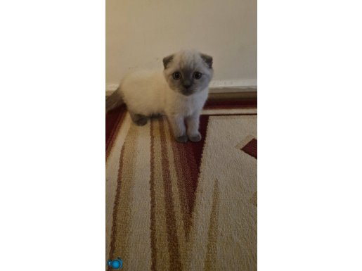 Scotish fold blue poind