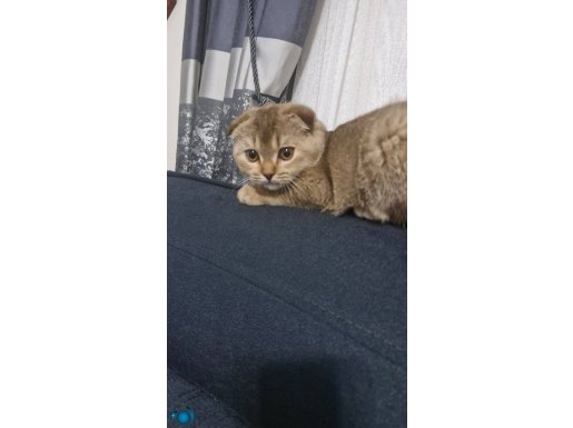 Scotish fold golden sıfır kulak 