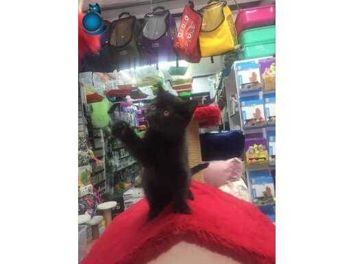 Zeytin iki kardesler 