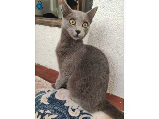 Korat cinsi kedi