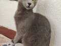 Korat cinsi kedi