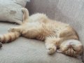 Antalya'da Yuvasını Arayan 7 Aylık Dişi Kedi ????