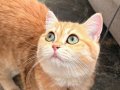 Antalya'da Yuvasını Arayan 7 Aylık Dişi Kedi ????