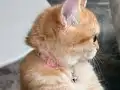 Antalya'da Yuvasını Arayan 7 Aylık Dişi Kedi ????