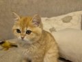 Antalya'da Yuvasını Arayan 7 Aylık Dişi Kedi ????