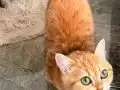 Antalya'da Yuvasını Arayan 7 Aylık Dişi Kedi ????