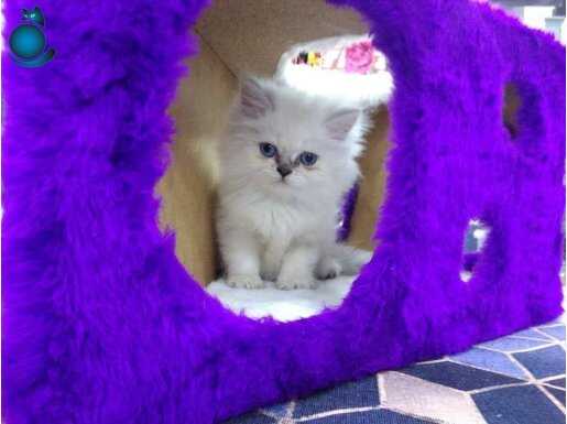 BRİTSH SHORTEHR