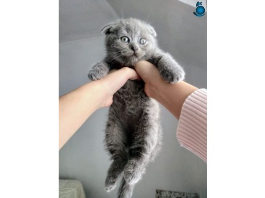 SECERELİ 2 AYLIK SCOTTISH FOLD YAVRULAR