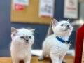 2 AYLIK BRITISH BLUE POİNT YAVRULAR