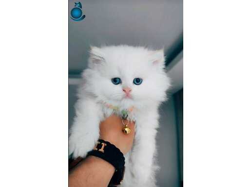 Teslime Hazır Scotishler