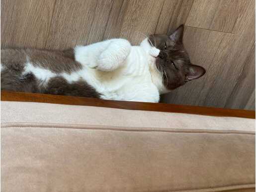 Çipli , kısır, aşıları tam , otomatik kedi tuvaletiyle 