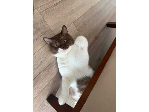 Otomatik Tuvaletiyle Birlikte Kısır ve Aşılı Ankara Altındağ British Shorthair