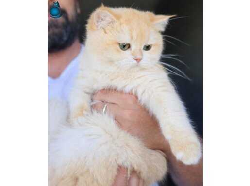 British shorthair Golden NY12 ZÜMRÜT GÖZLÜ DAHA GÜZELİ YOK!!