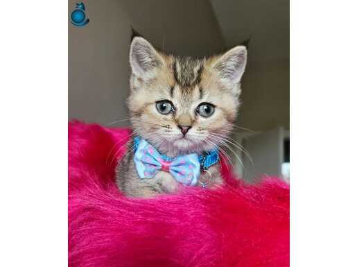 British shorthair Golden black Minik prensesimiz Boncuk göz.