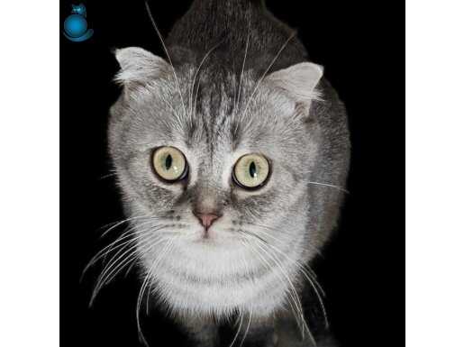 ÜCRETSİZ Scottish Fold AÇIKLAMAYI OKUMADAN ARAMAYIN LÜTFEN !