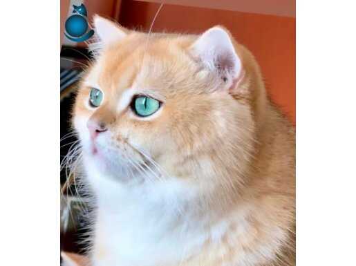 British Shorthair Zümrüt göz Golden NY12 MUHTEŞEM BABA ADAYI