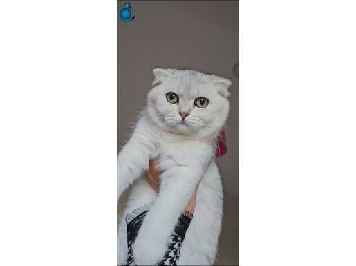 Scottish Fold zümrüt gözlü tombul Pamuk şeker Tam yemelik ..