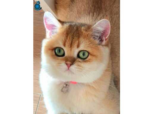 British shorthair Golden NY11 sürmeli ZÜMRÜT GÖZLÜ KIZIM