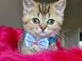 British shorthair Golden black Minik prensesimiz Boncuk göz.